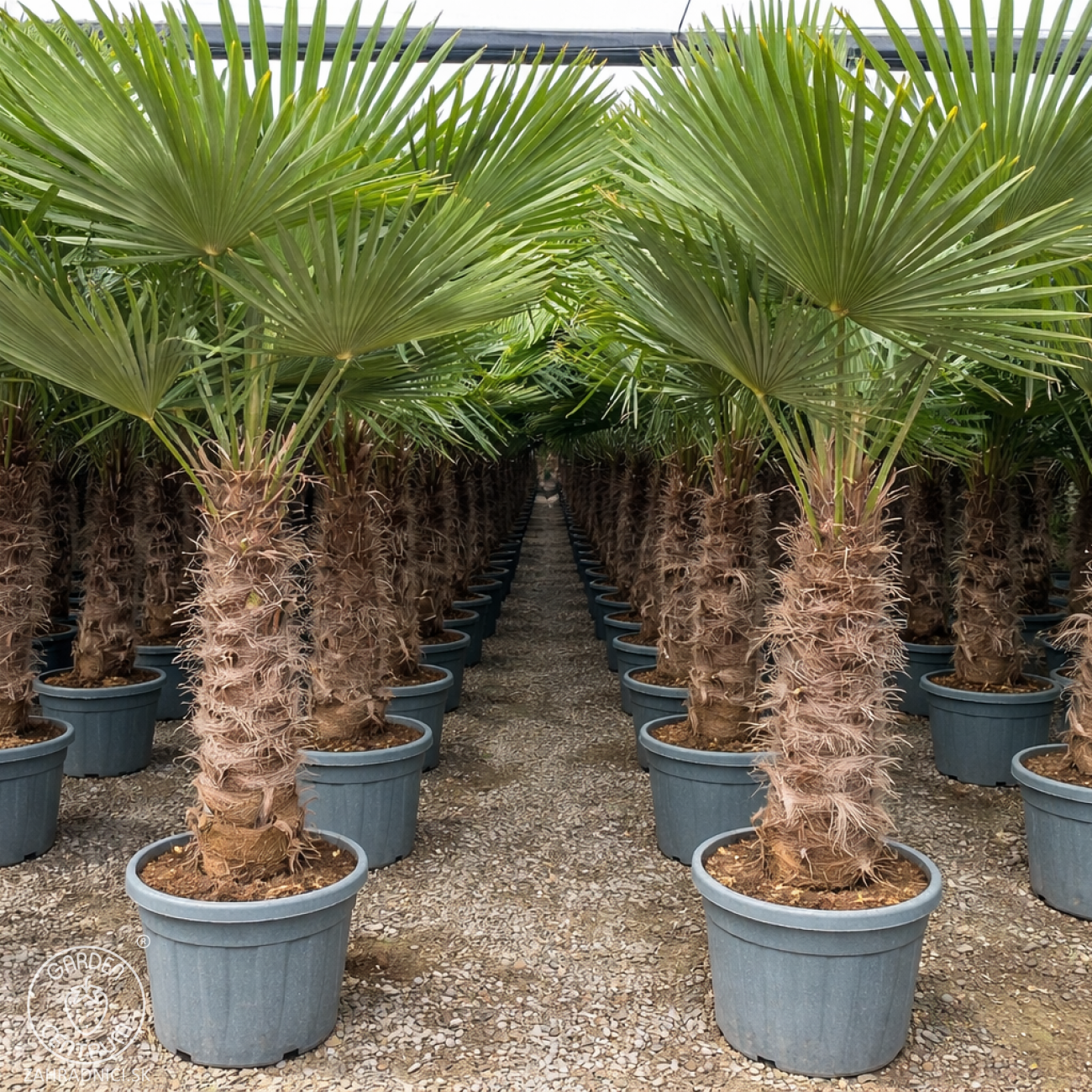 Obrázok Palma konopná (Trachycarpus fortunei) - výška kmeňa 80-100 cm, celková výška 200-250 cm, kont. C55L (-17°C)